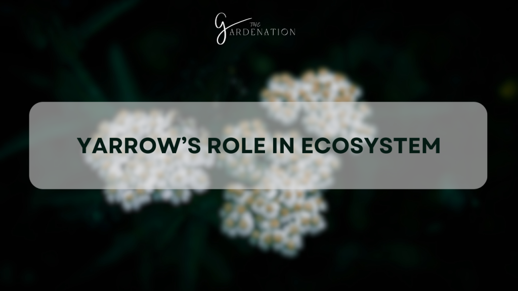  Yarrow’s Role in Ecosystem 