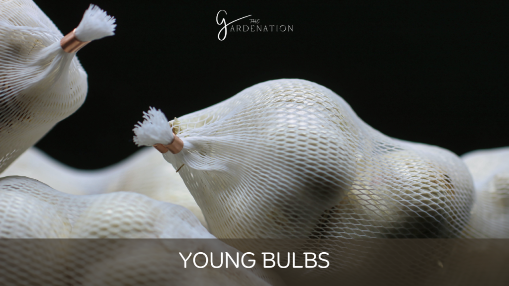 Young Bulbs