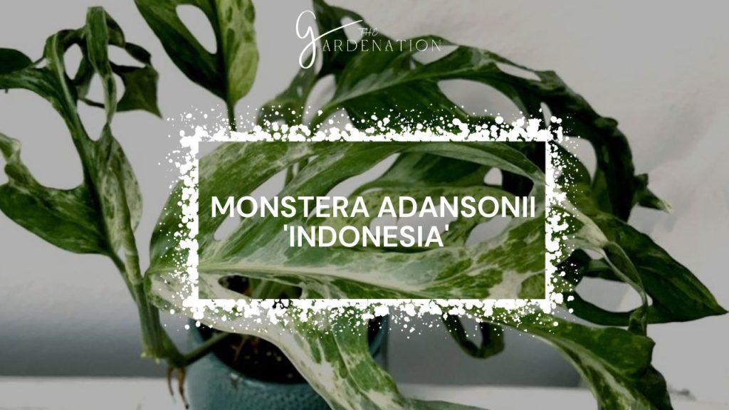  Monstera Adansonii 'Indonesia'  