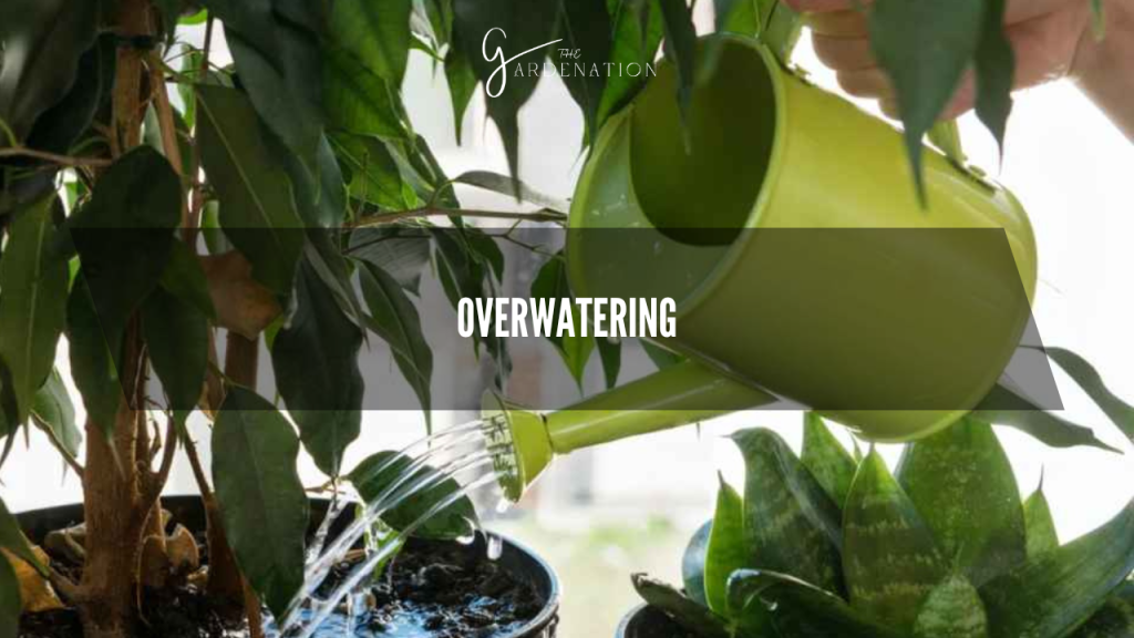Overwatering Chinese Money Plant Leaves Curling