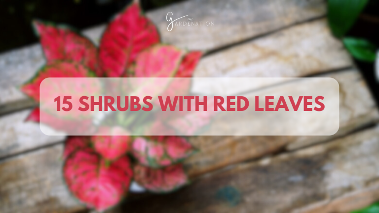 15 Shrubs With Red Leaves