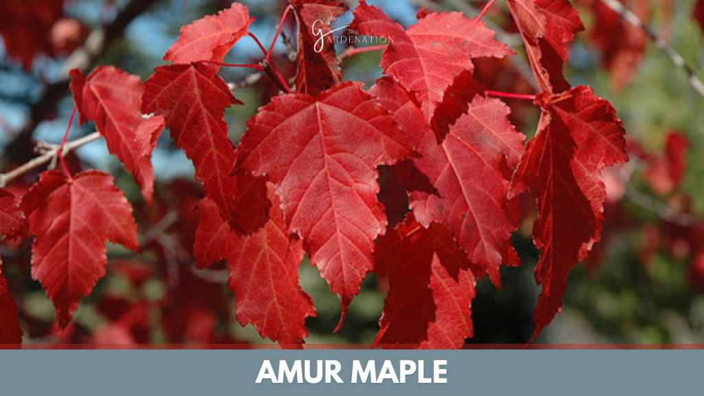 Amur Maple by thegardenation