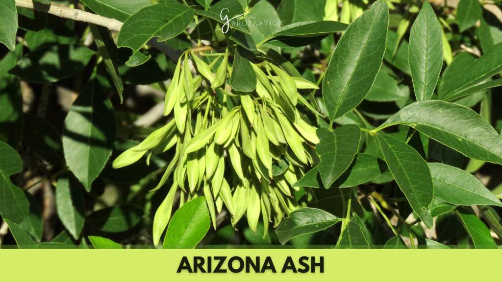 Arizona Ash 