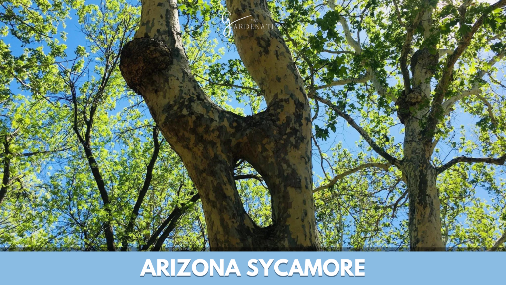 Arizona Sycamore