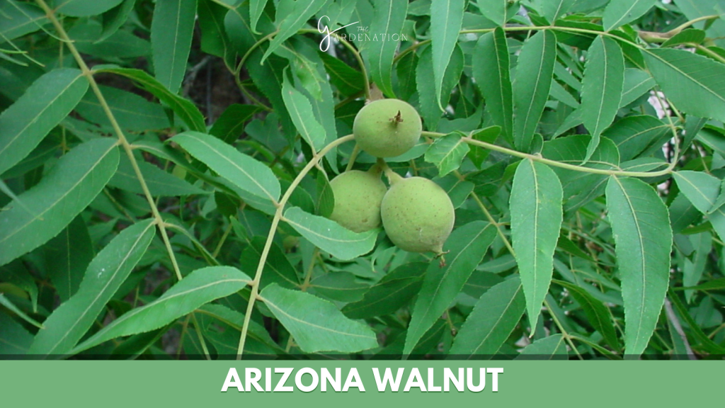 Arizona Walnut