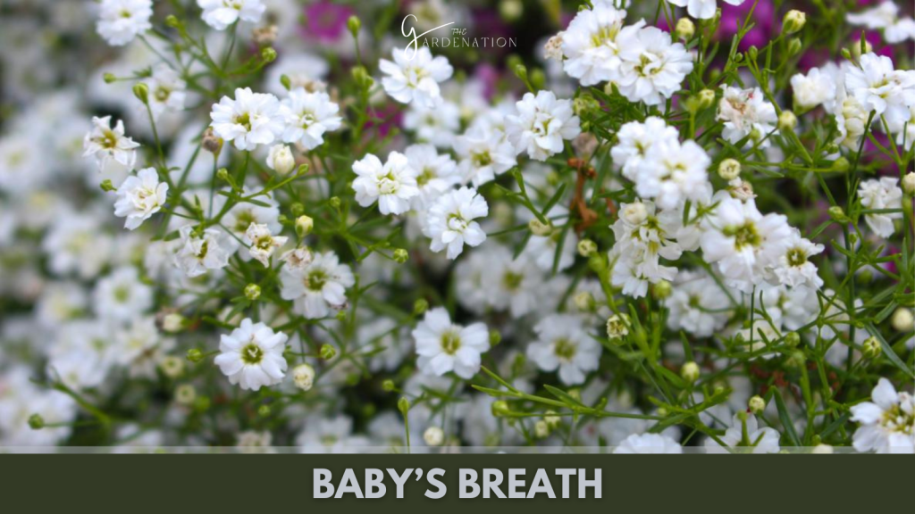 Baby’s Breath by thegardenation