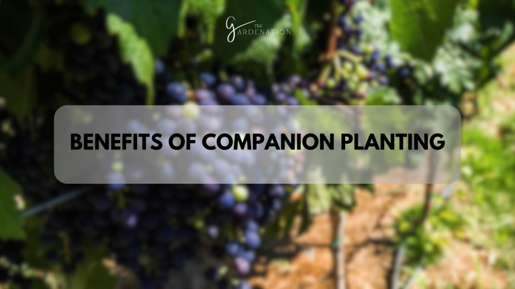 Benefits of Companion Planting: