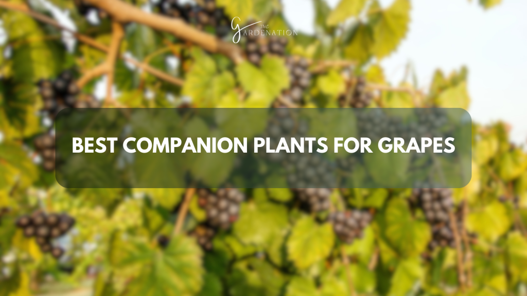 Best Companion Plants for Grapes: