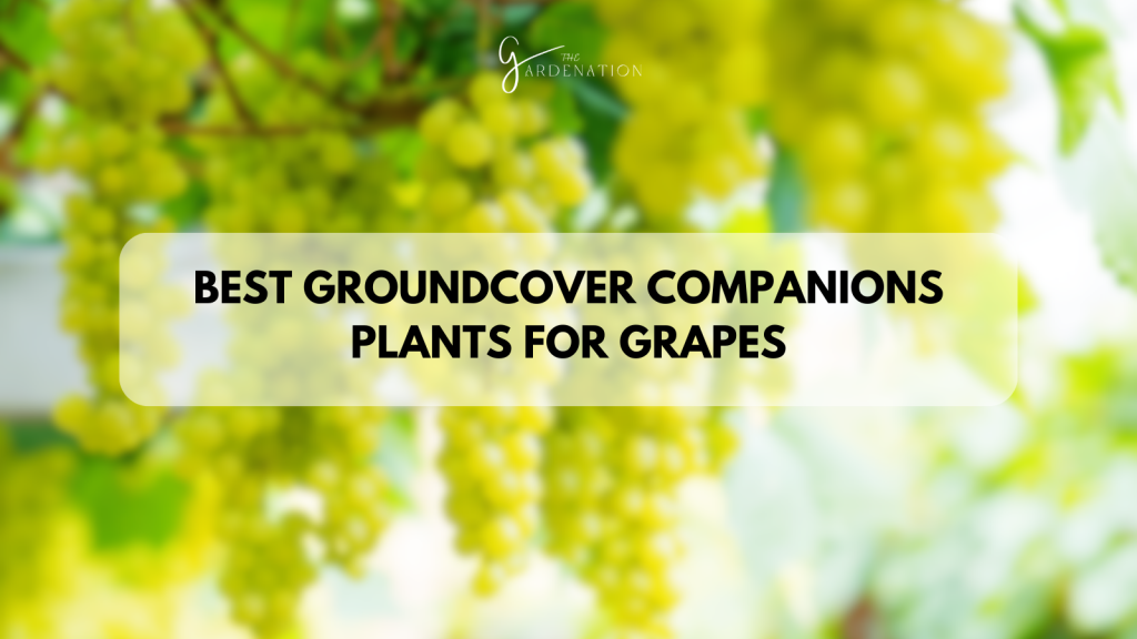 Best Groundcover Companions Plants for Grapes