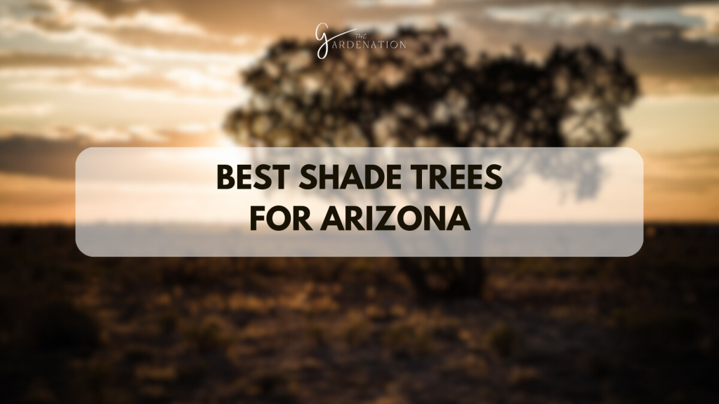 Best Shade Trees for Arizona