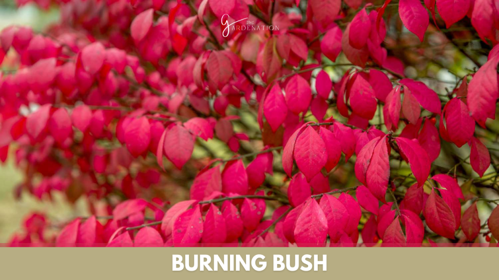 Burning Bush by thegardenation
