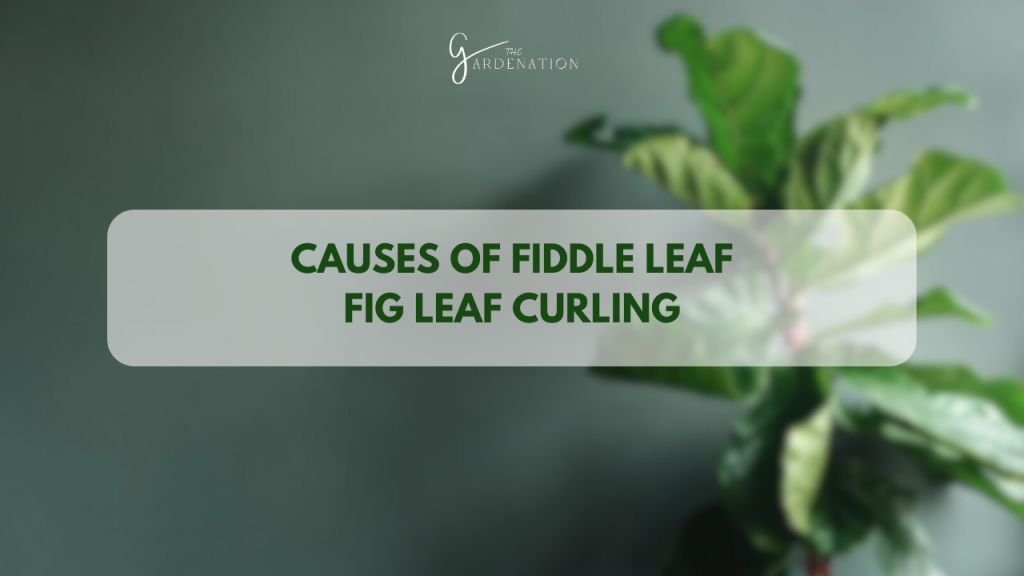 Causes of Fiddle Leaf Fig Leaf Curling