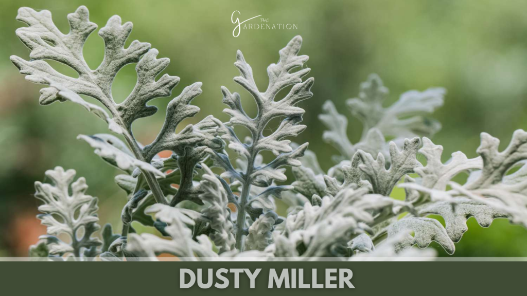 Dusty Miller by thegardenation