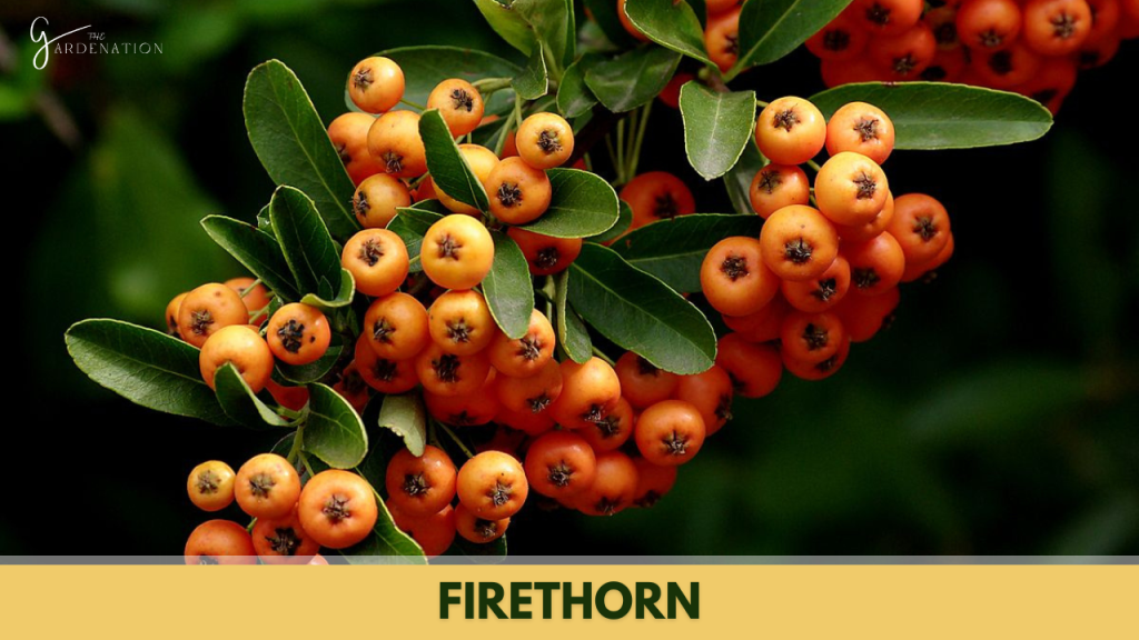 Firethorn by thegardenation
