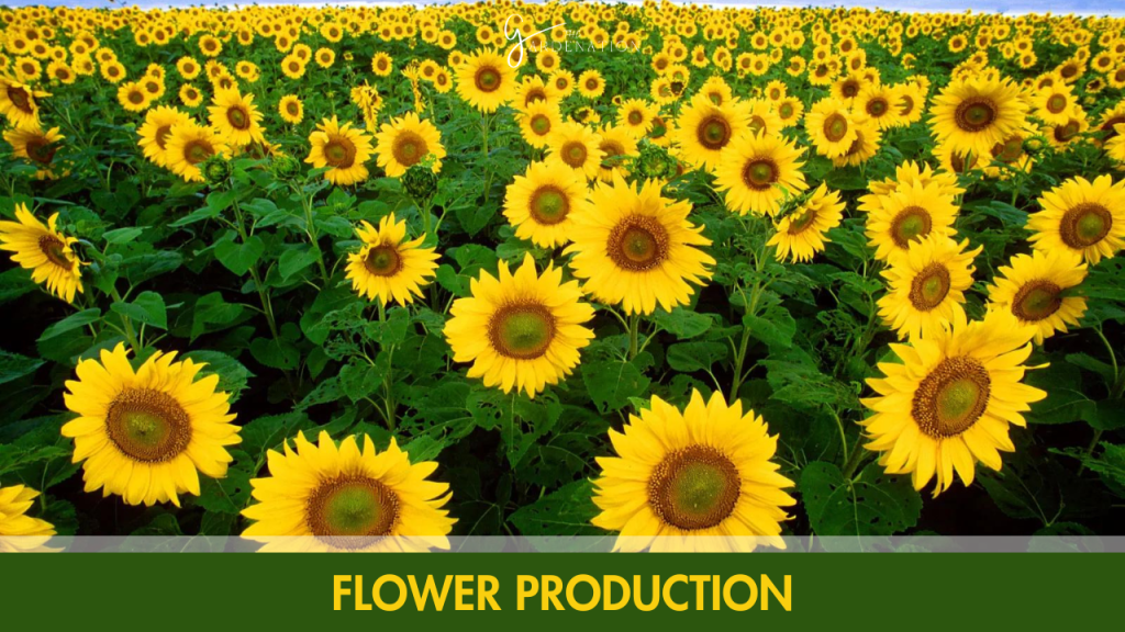 Flower Production BY THE GARDENATION