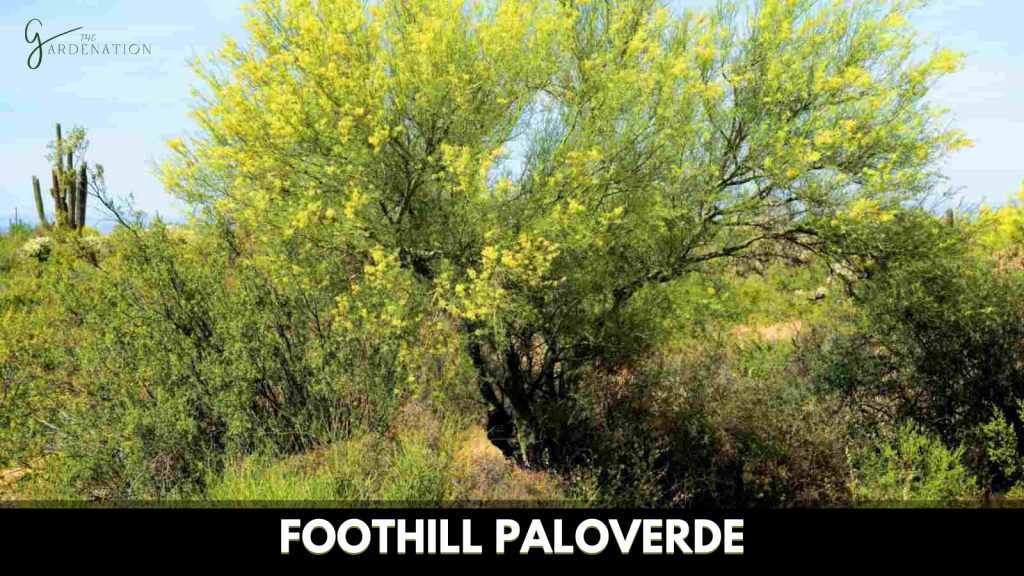 Foothill Palo Verde