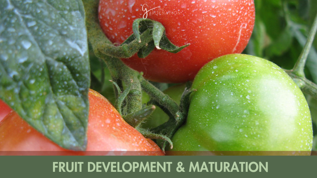 Fruit Development & Maturation by the gardenation