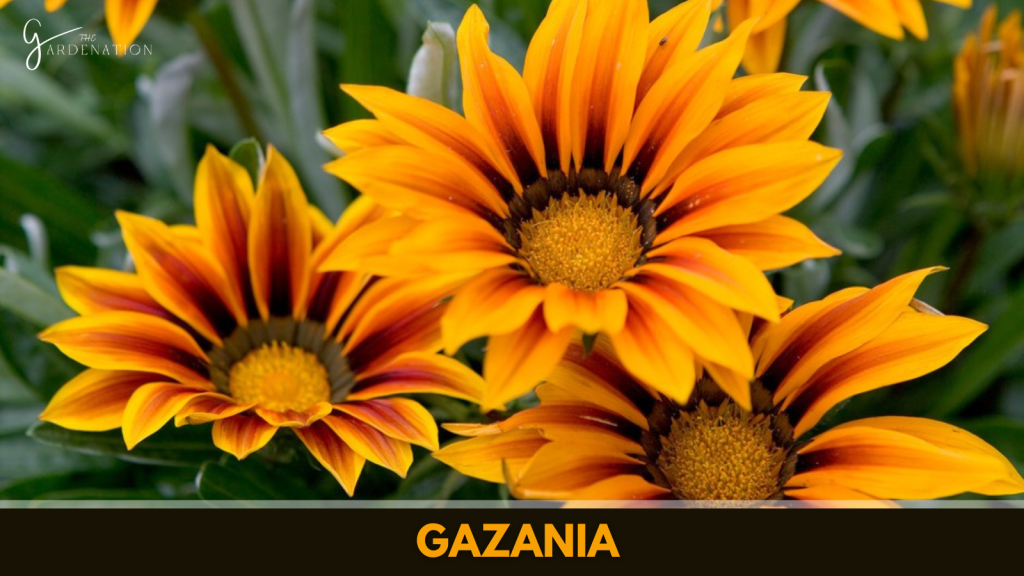 Gazania by the gardenation
