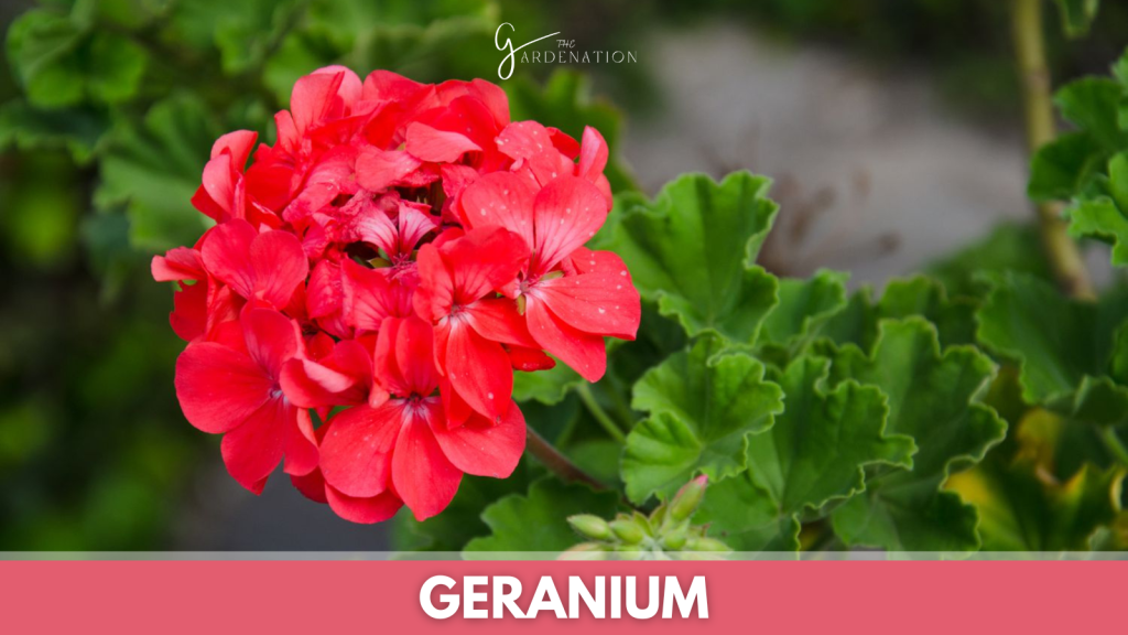 Geranium by the gardenation