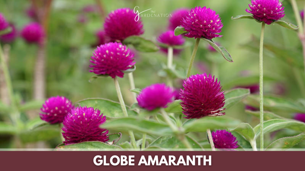 Globe Amaranth by thegardenation