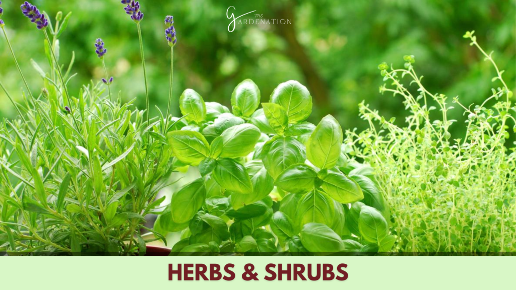 Herbs and Shrubs
