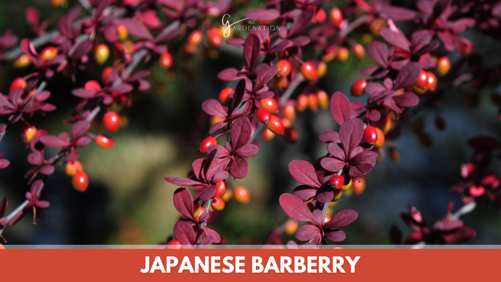 Japanese Barberry by thegardenation