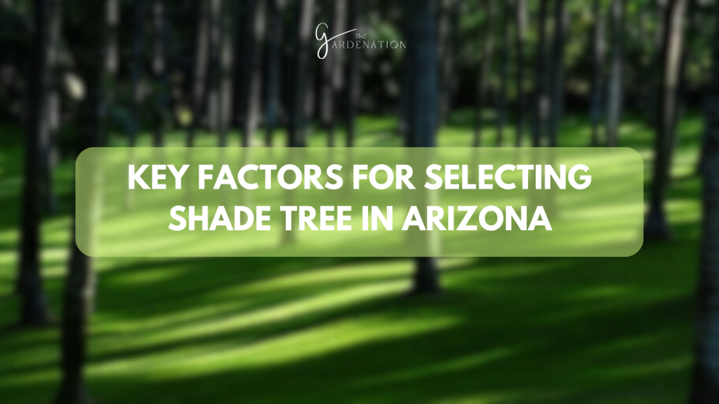 Key Factors for Selecting Shade Tree in Arizona