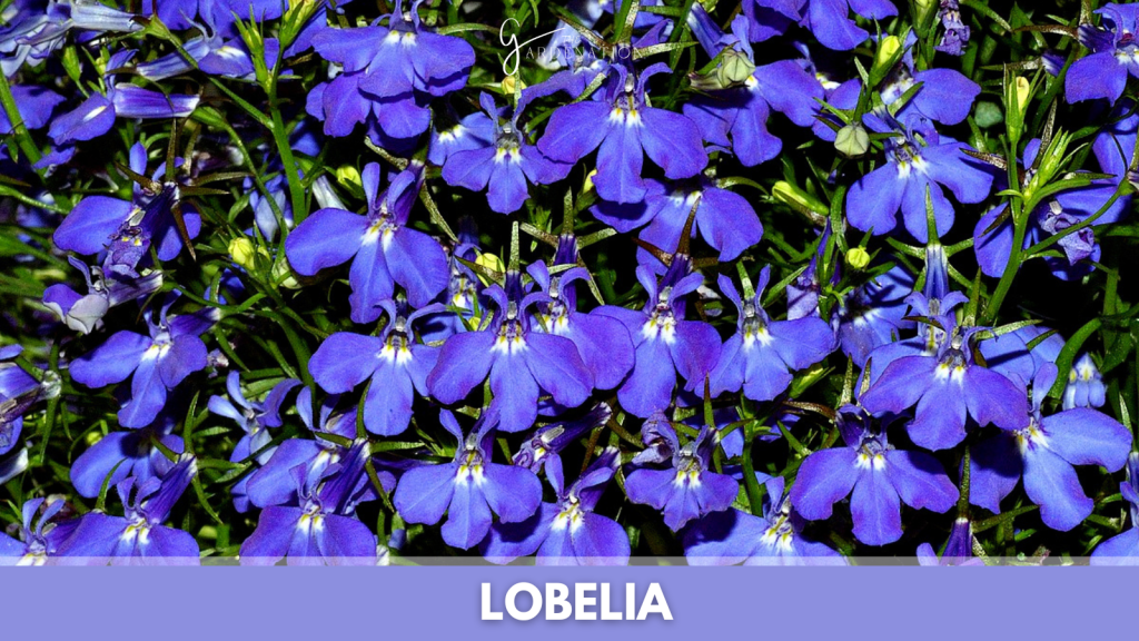 Lobelia by the gardenation