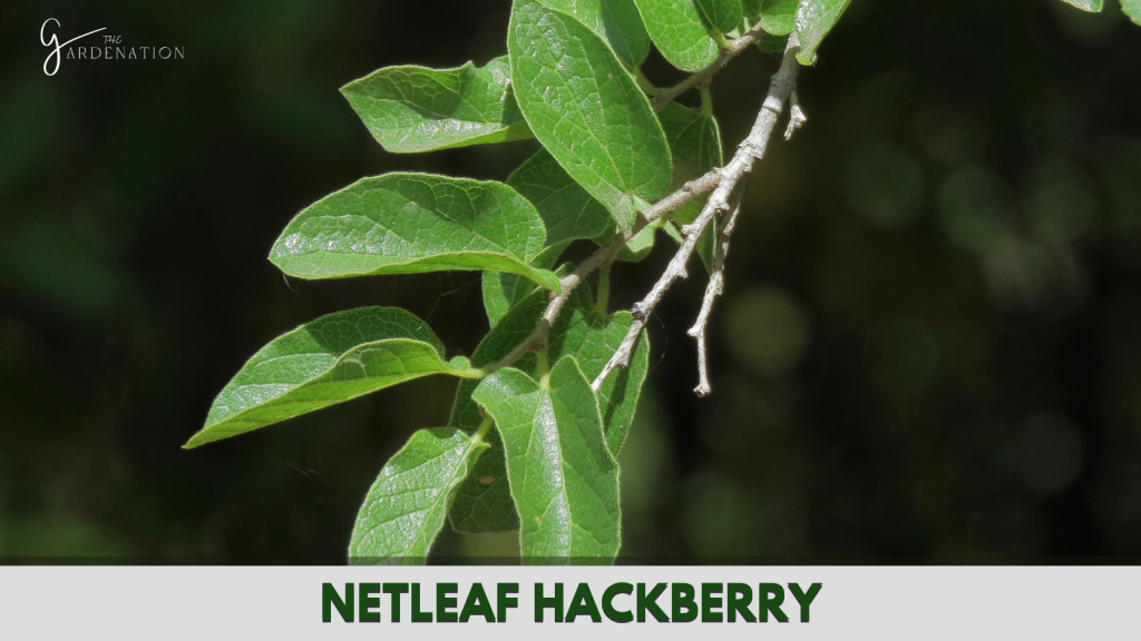 Netleaf Hackberry