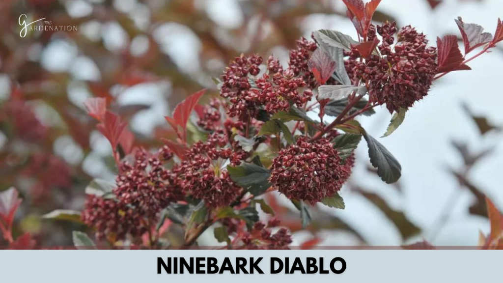 Ninebark Diablo by thegardenation