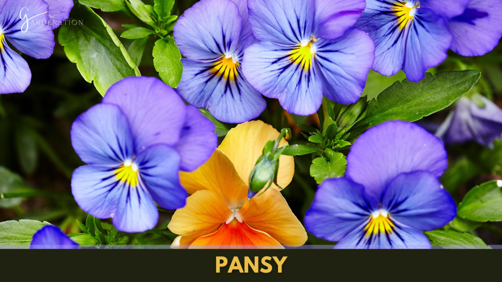 Pansy by the gardenation
