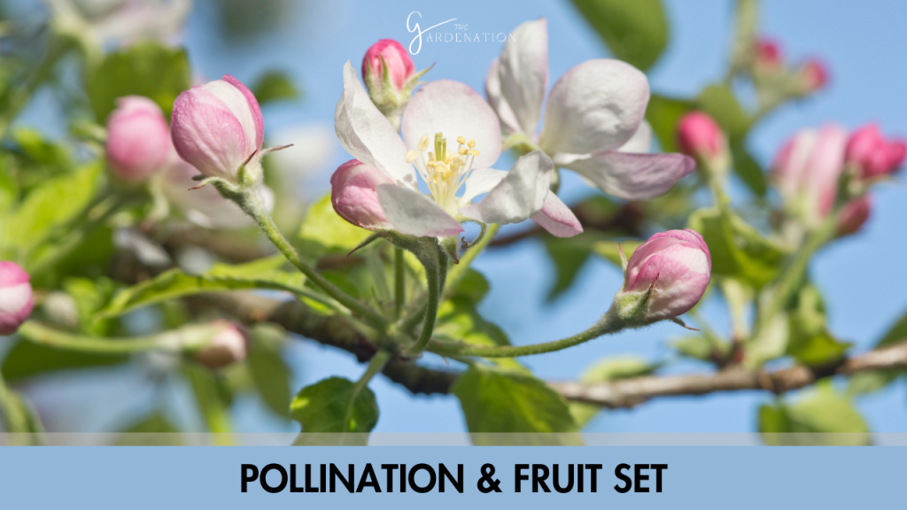 Pollination & Fruit Set  by thegardenation