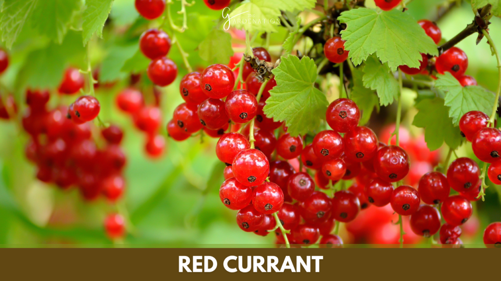 Red Currant by thegardenation