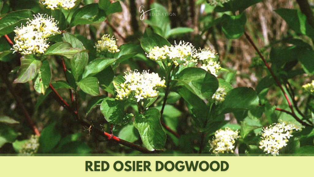Red Osier Dogwood by thegardenation