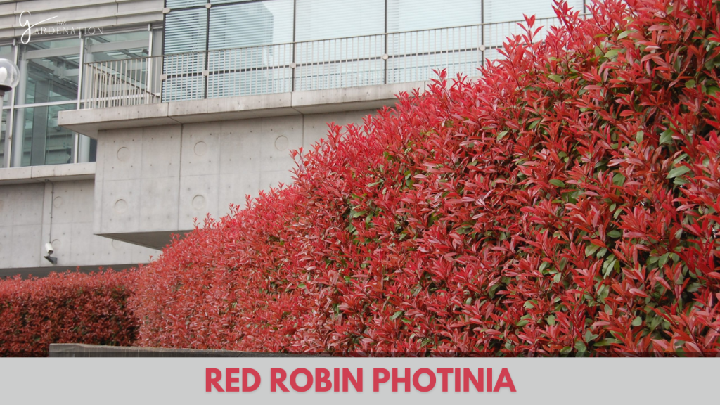 Red Robin Photinia by thegardenation