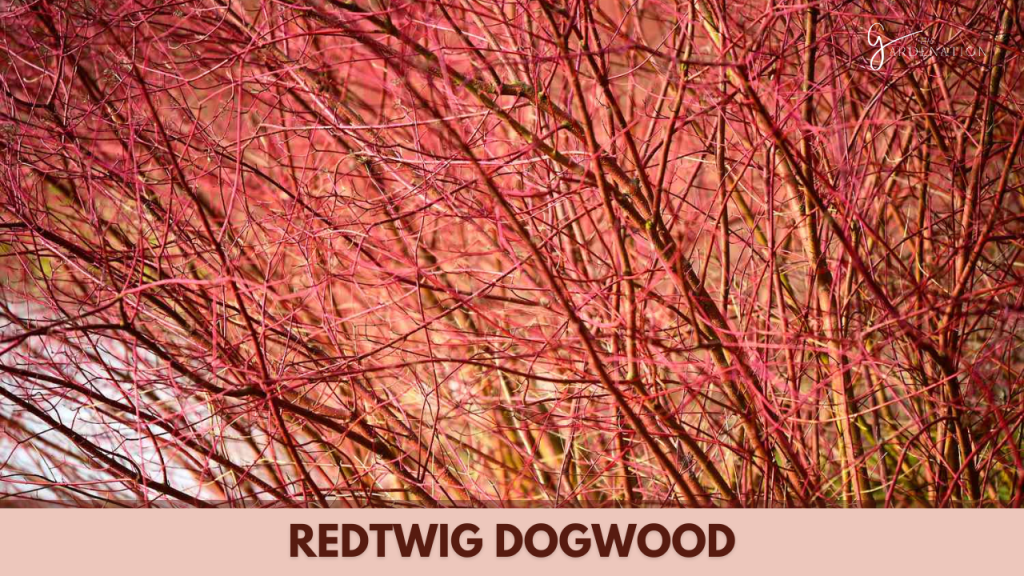 Redtwig Dogwood by thegardenation 