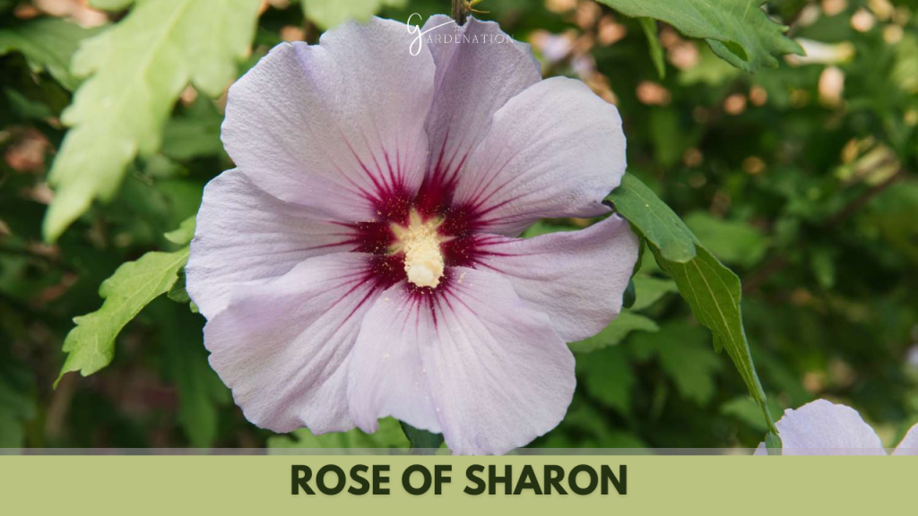 Rose of Sharon by thegardenation