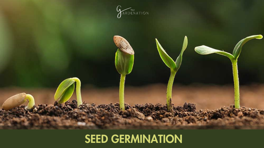 seed germination by the gardenation