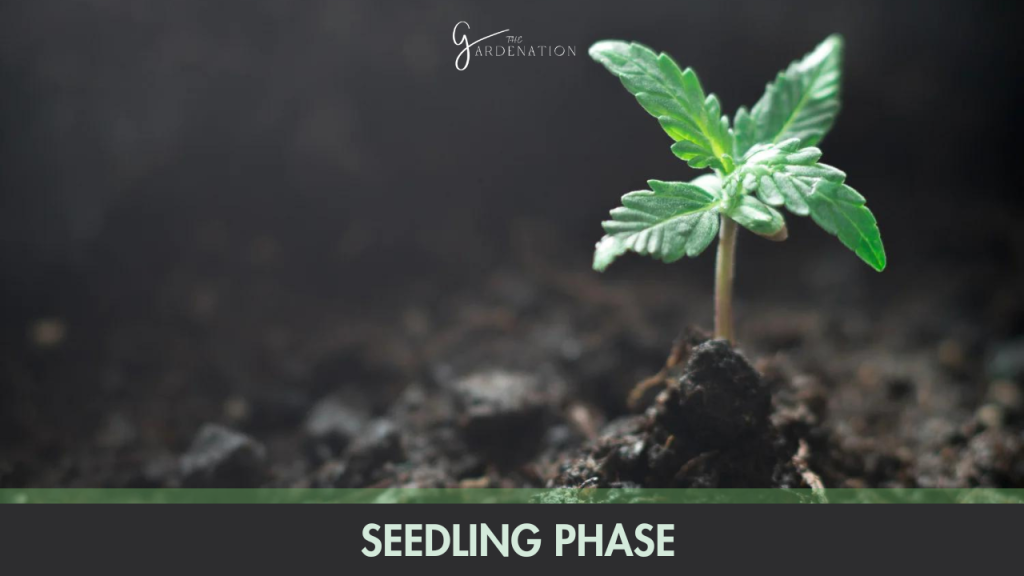 seedling phase by the gardenation