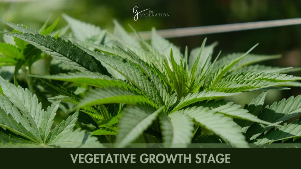 Vegetative Growth Stage  by The gardenation