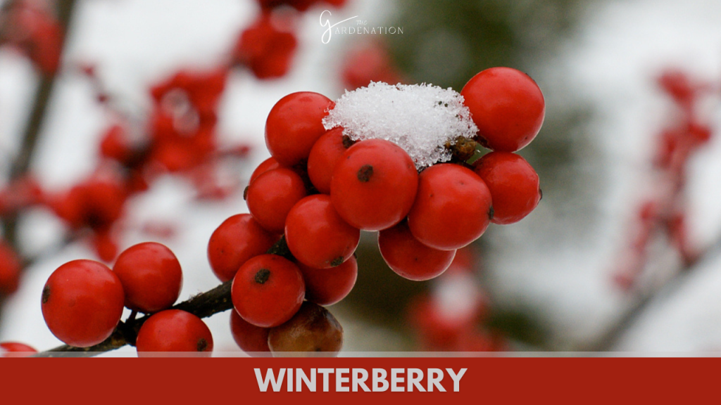 Winterberry  by thegardenation