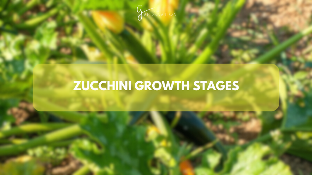 Zucchini Plant Growth Stages by the gardenation