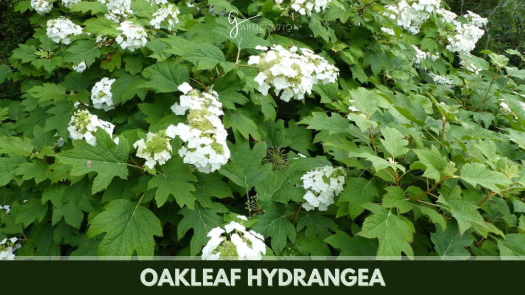 Oakleaf Hydrangea by thegardenation