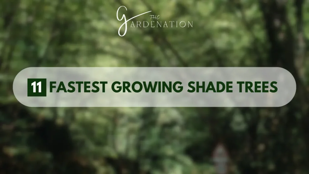 11 Fastest Growing Shade Trees 