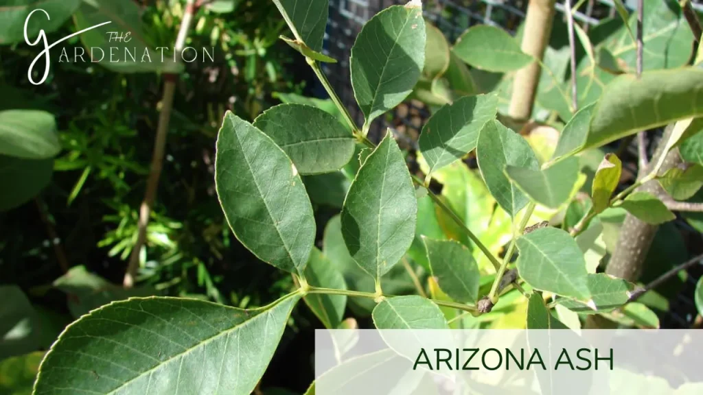 Arizona Ash by The Gardenation 
