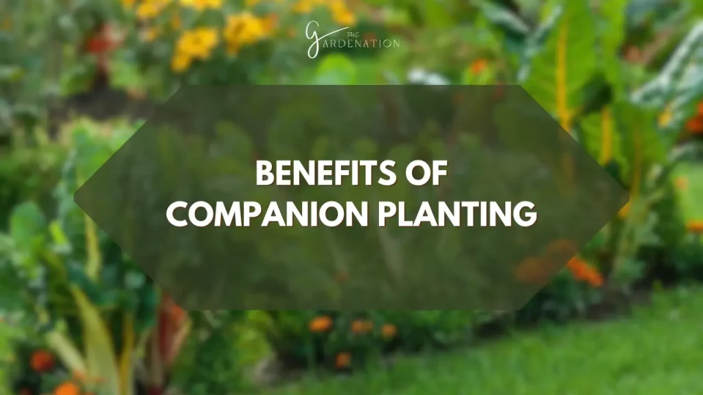 Benefits of Companion Planting by the gardenation