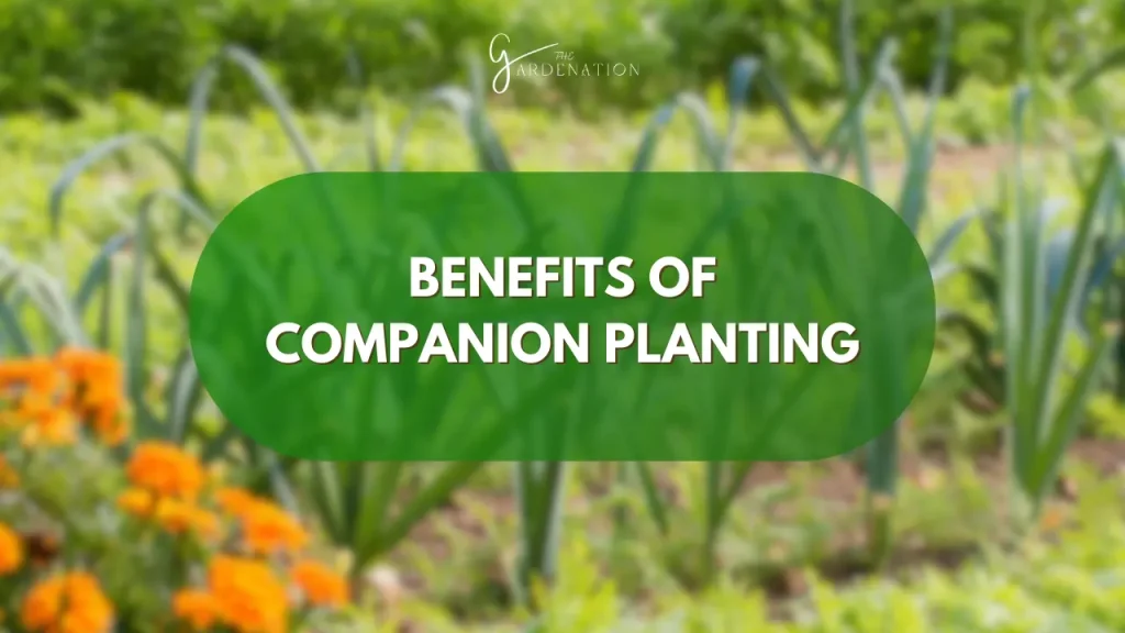 Benefits of Companion Planting For leeks by the gardenation
