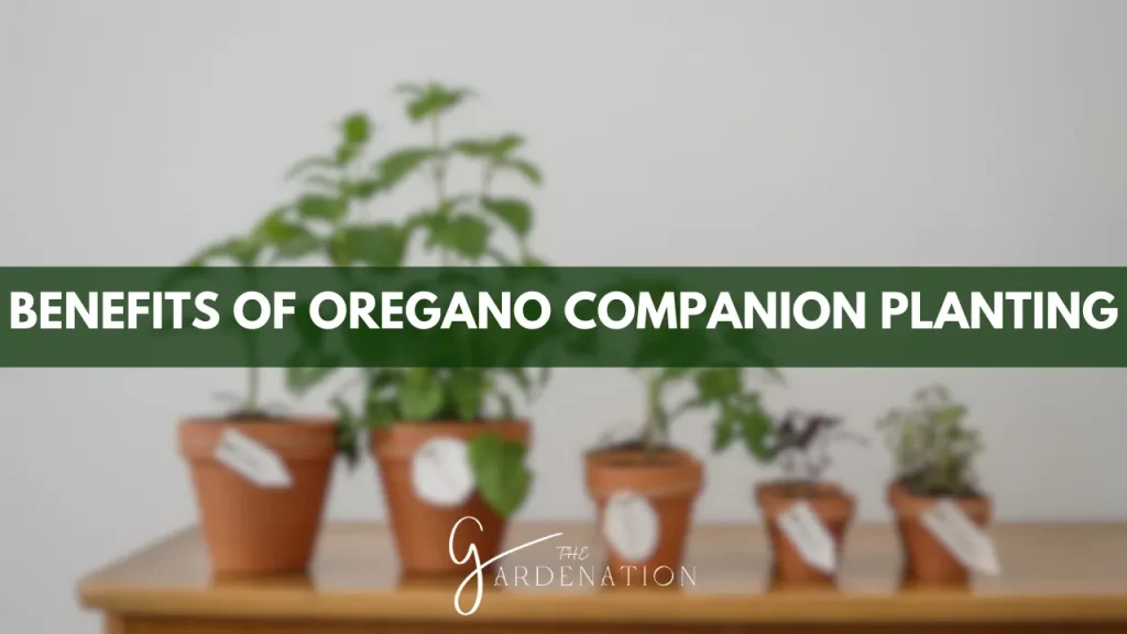 Benefits of Oregano Companion Planting by The Gardenation
