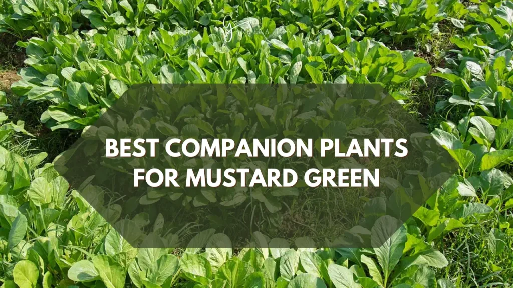 Best Companion Plants for Mustard Green
