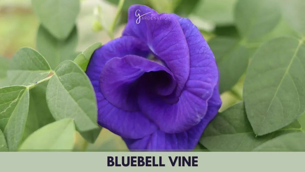 Bluebell Vine